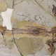 The new ancient bird fossil showing a pair of elongated tail feathers.